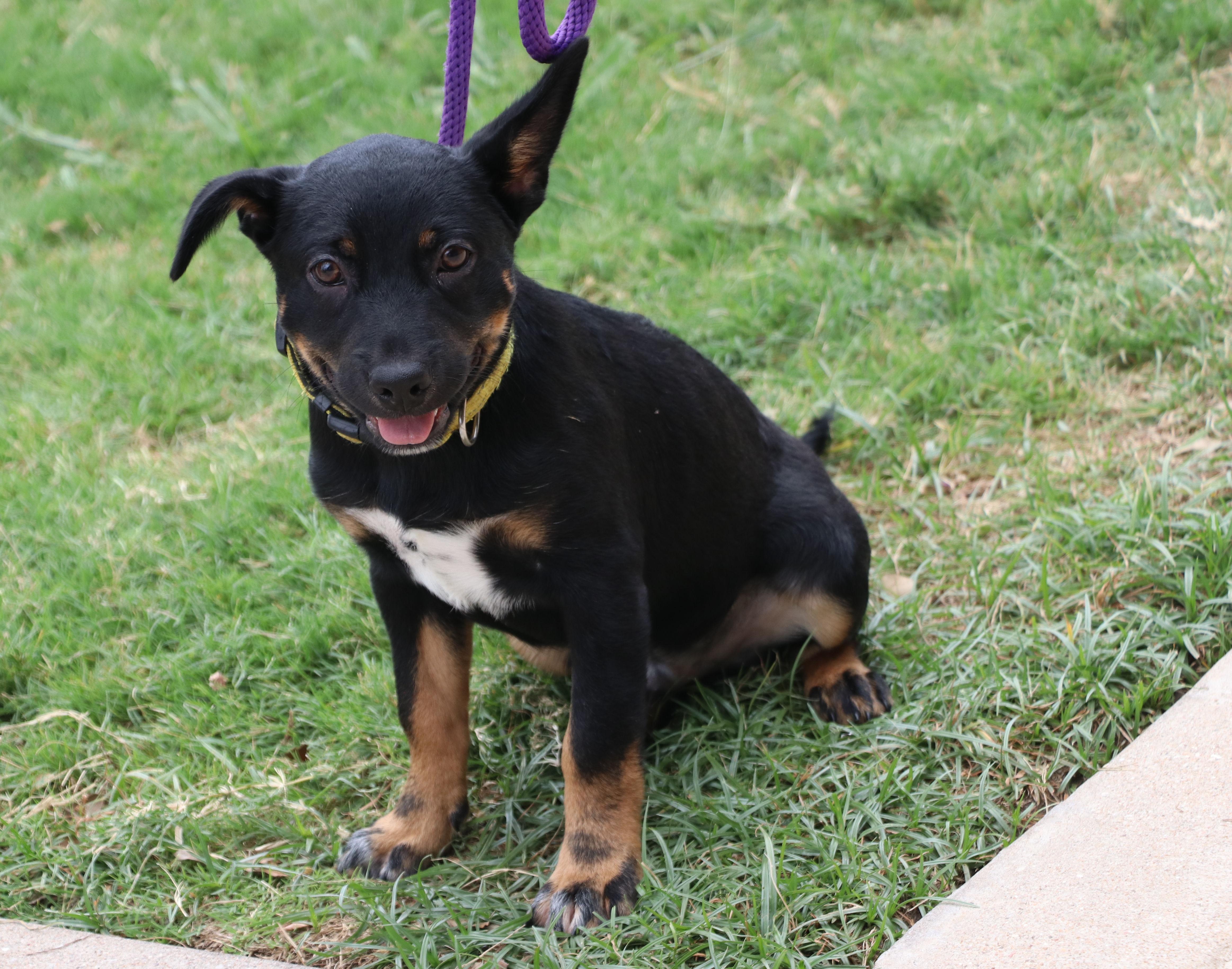 Pride, Adopted, Puppy Male Mixed Breed.