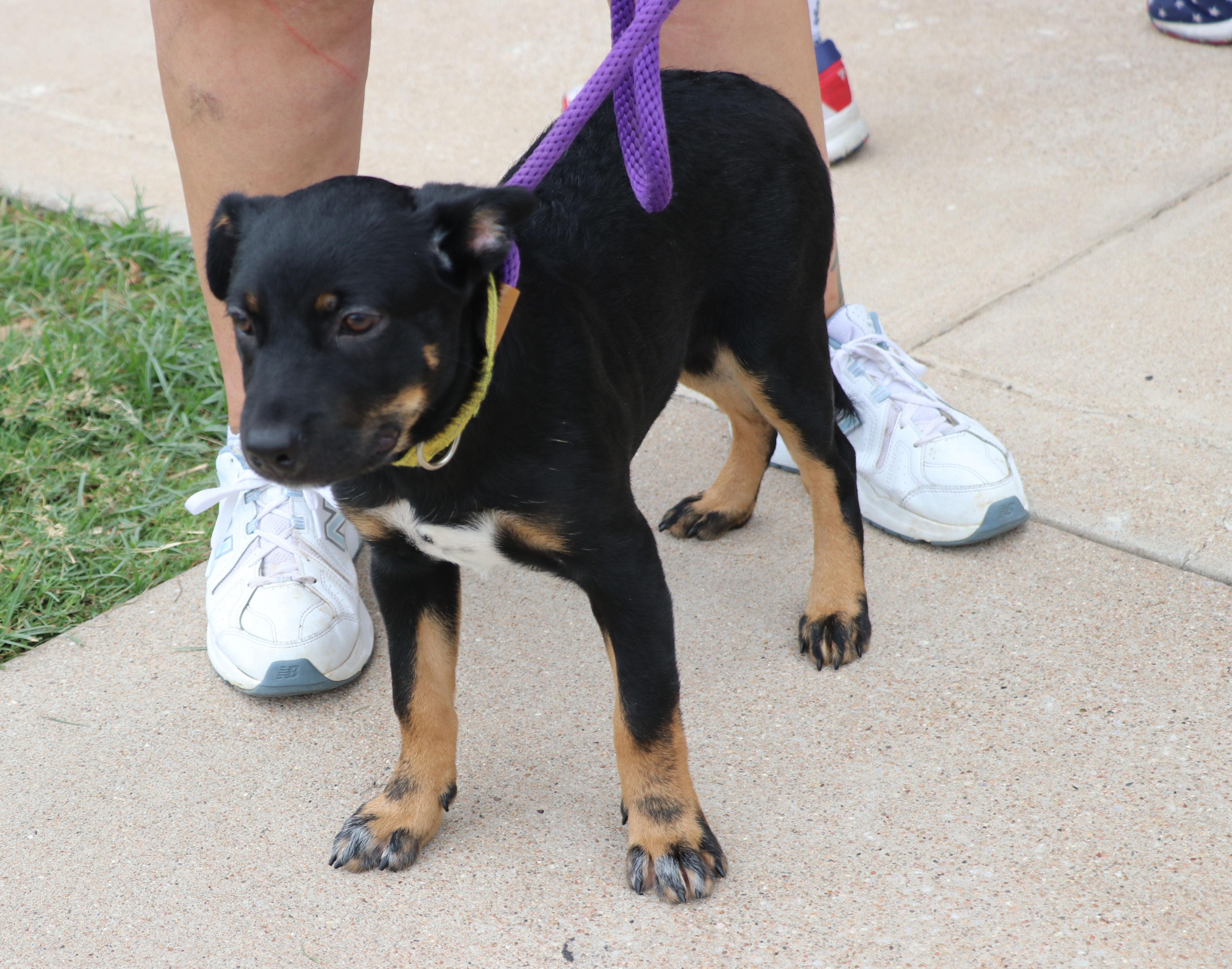 Enlarge Pride, a Adopted mixed breed in Pflugerville, TX image 3/6