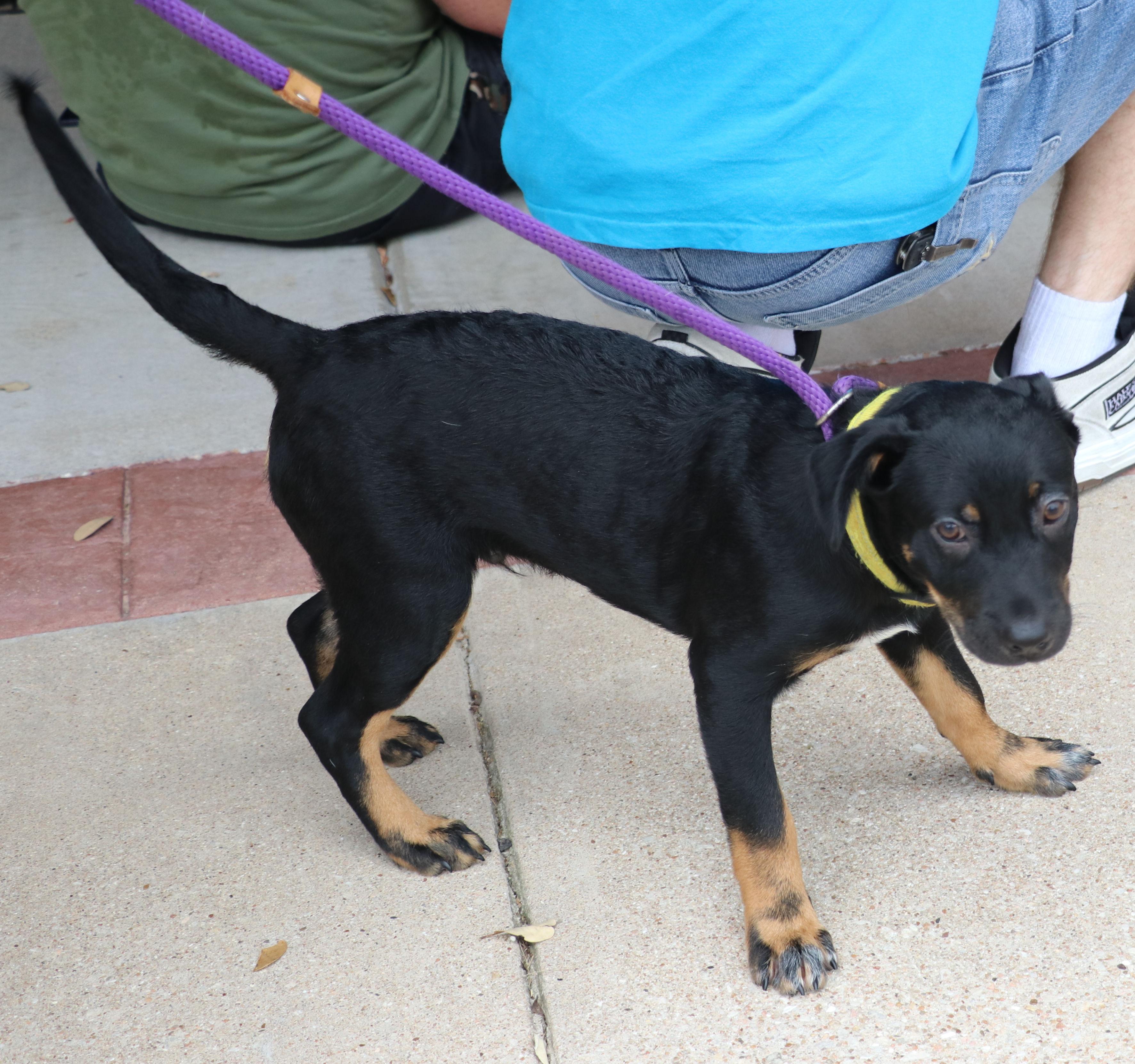 Enlarge Pride, a Adopted mixed breed in Pflugerville, TX image 2/6