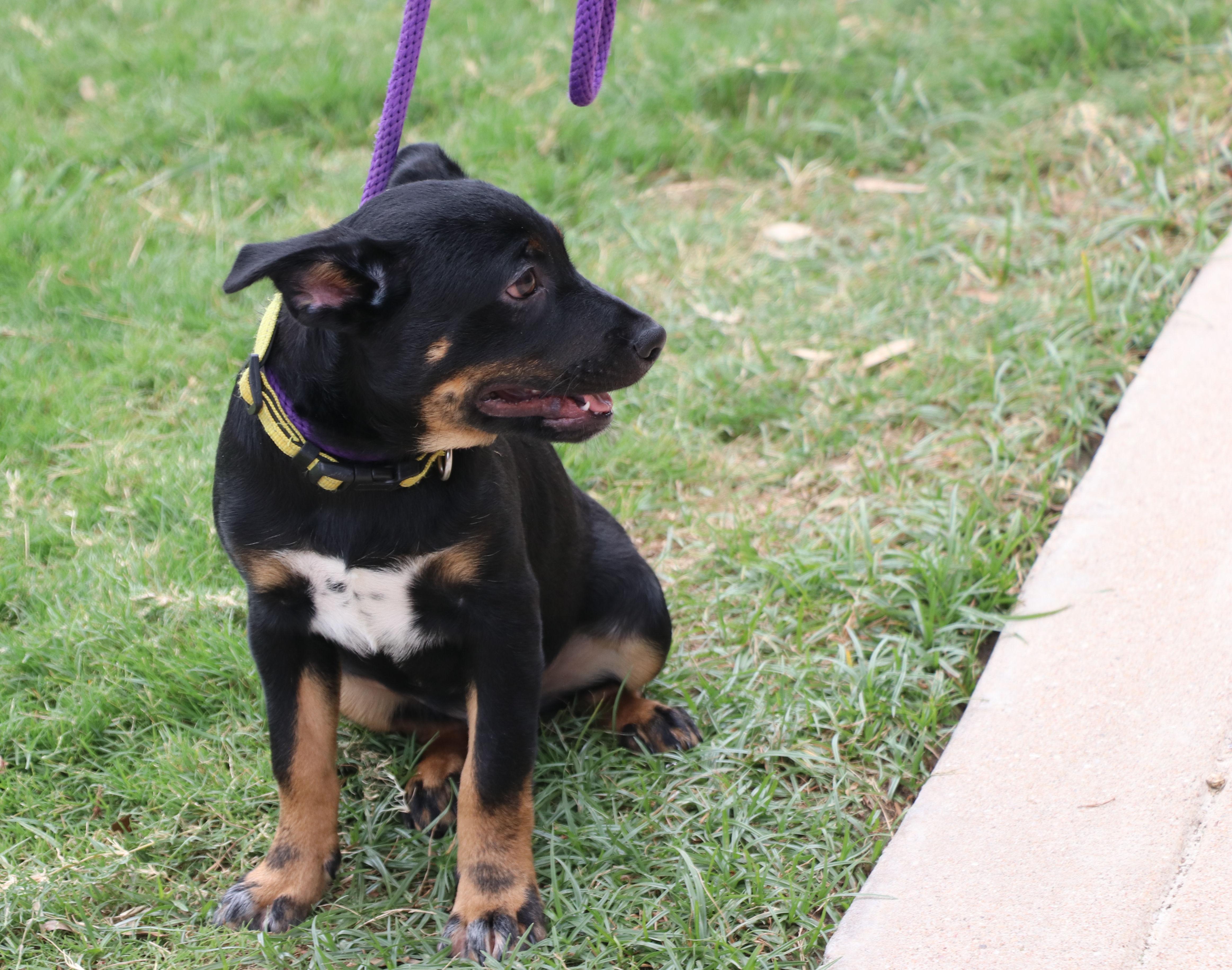 Enlarge Pride, a Adopted mixed breed in Pflugerville, TX image 4/6