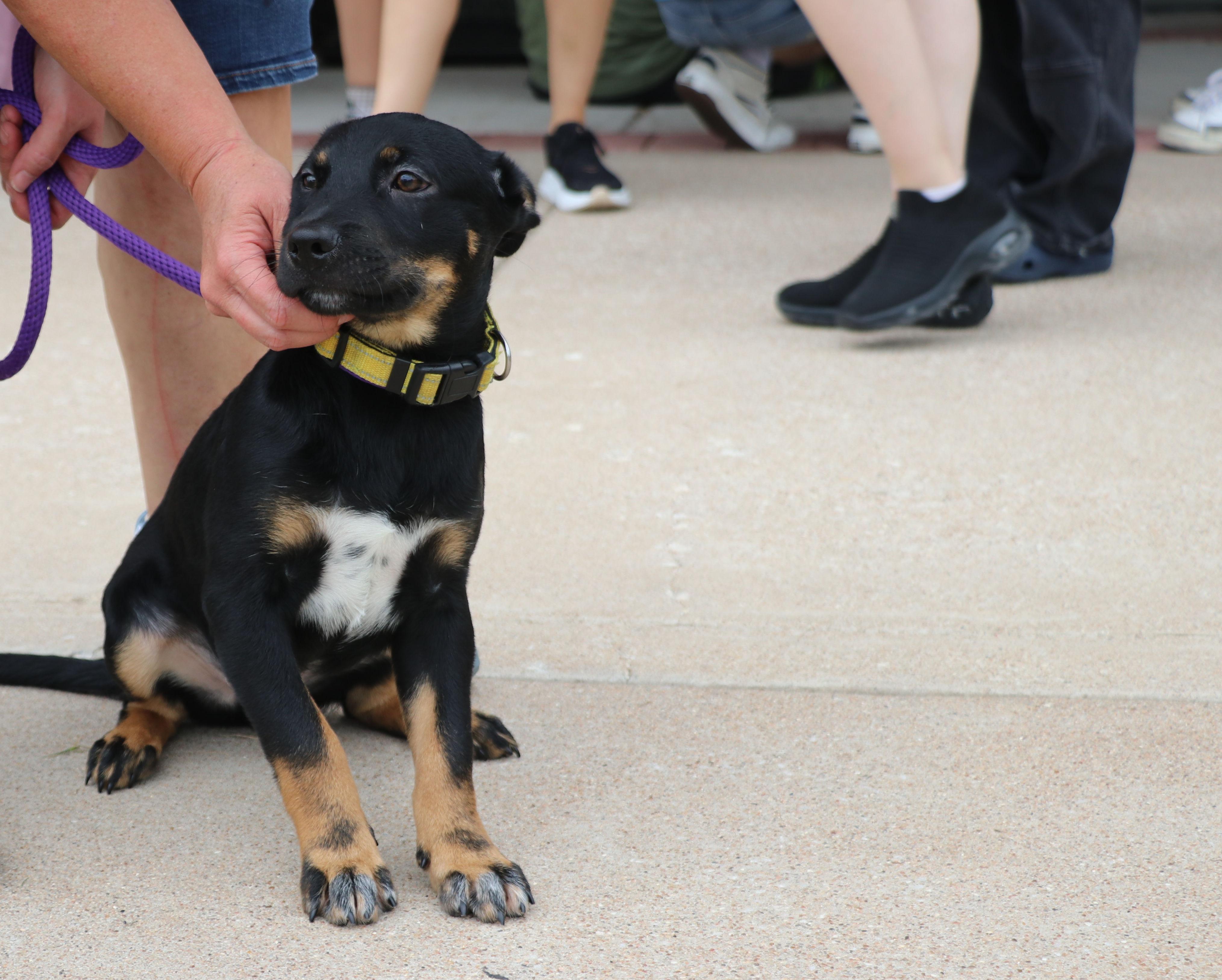 Enlarge Pride, a Adopted mixed breed in Pflugerville, TX image 6/6