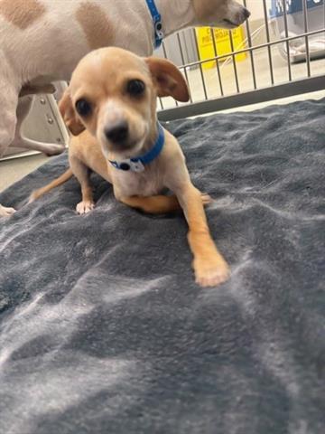 Enlarge A134607, a Adoptable Chihuahua in San Martin, CA image 1/1