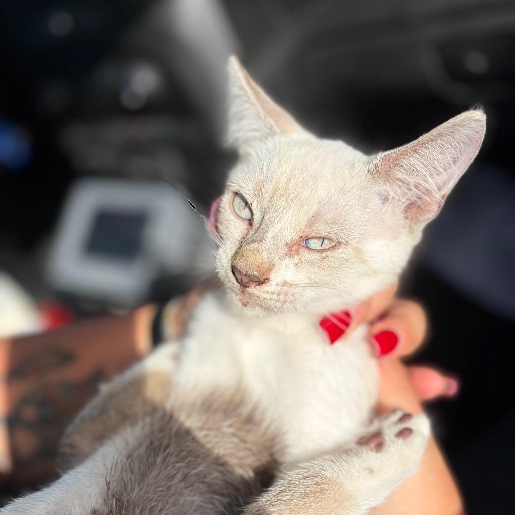 Eerie, Adoptable, Kitten Male Siamese.
