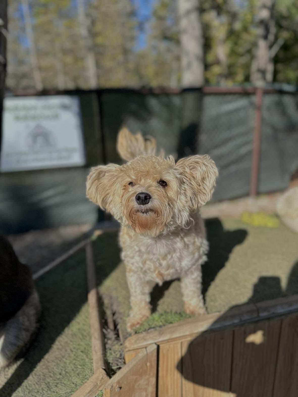 Enlarge Teddy, a Adopted mixed breed in STE-MARGUERITE-DU-LAC-MASSON, QC image 1/2