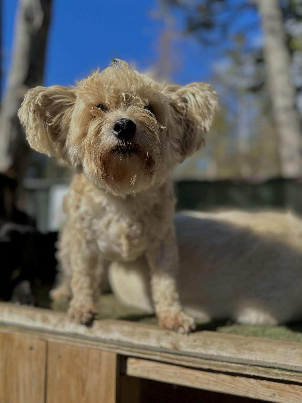 Enlarge Teddy, a Adopted mixed breed in STE-MARGUERITE-DU-LAC-MASSON, QC image 2/2