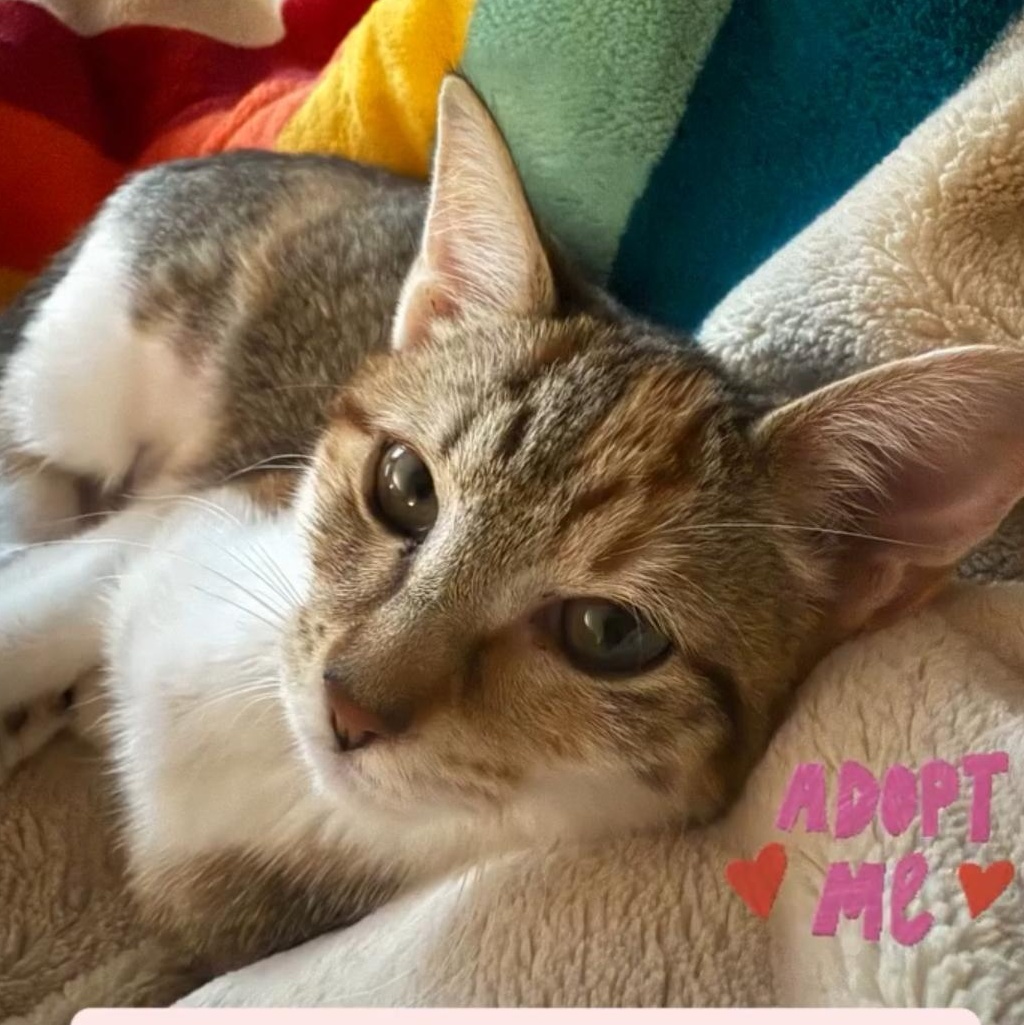 Tweak - Athens, GA, Adoptable, Kitten Female Domestic Short Hair & Calico.