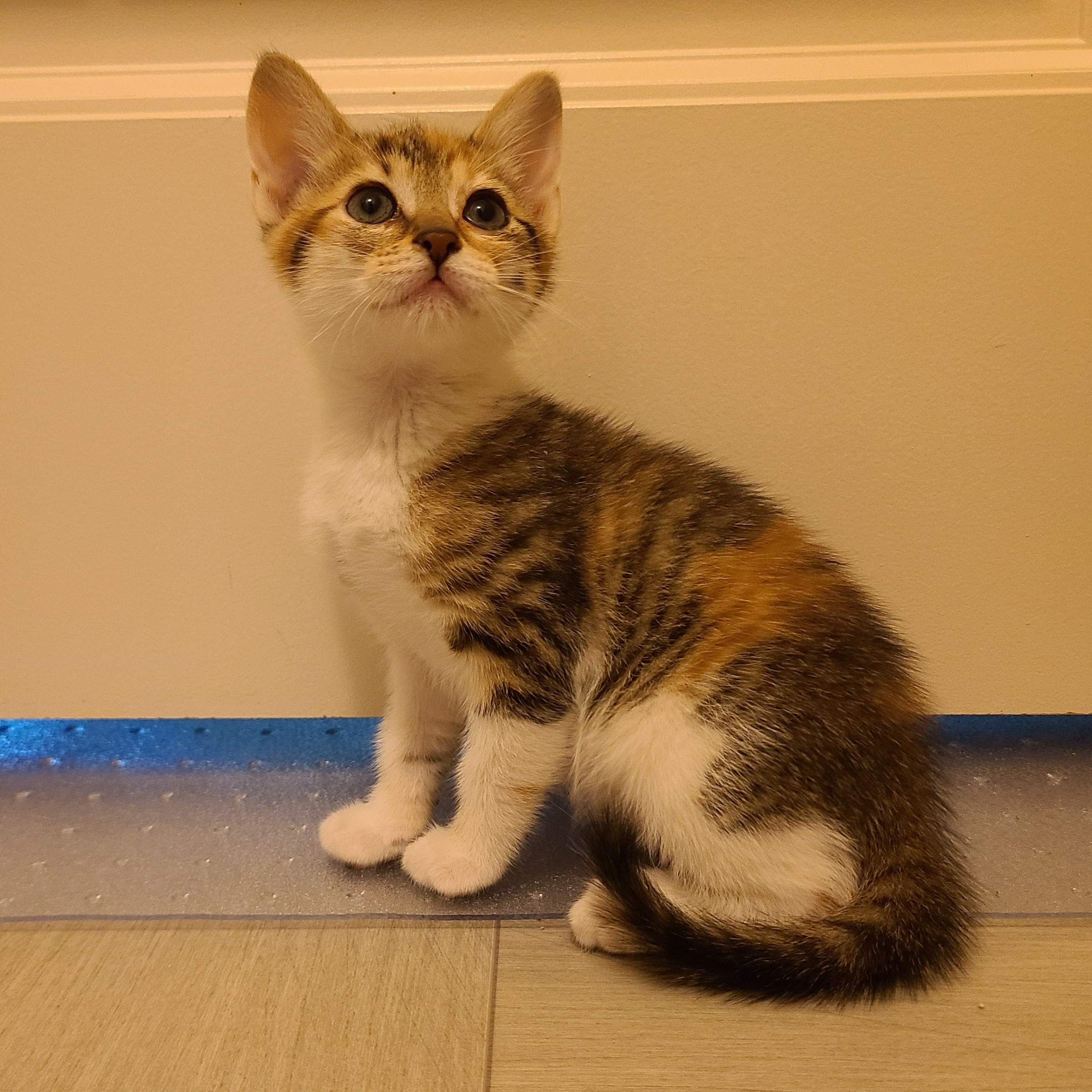 Tweak - Athens, GA, a Adoptable mixed breed in Athens, GA image 6/6