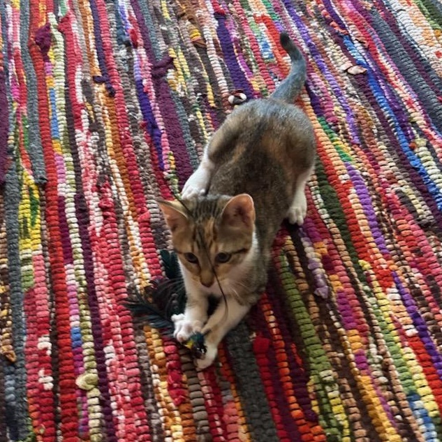 Tweak - Athens, GA, a Adoptable mixed breed in Athens, GA image 5/6