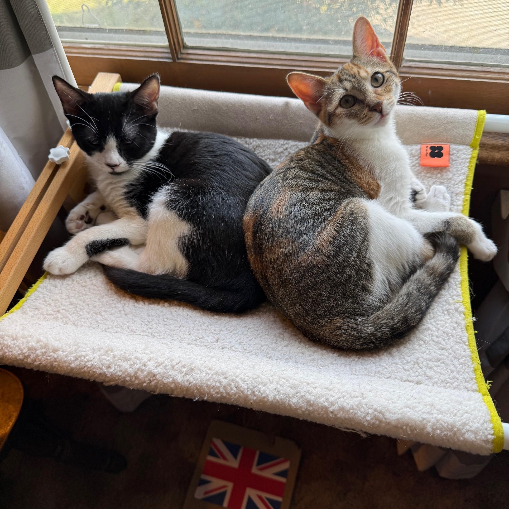 Tweak - Athens, GA, a Adoptable mixed breed in Athens, GA image 3/6