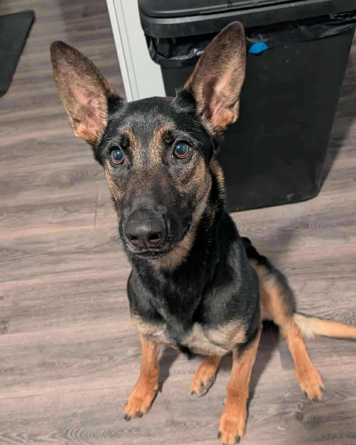 Presta, a Adoptable mixed breed in Glendale, AZ image 3/6