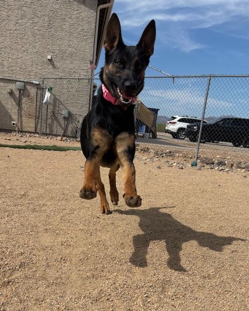 Presta, a Adoptable mixed breed in Glendale, AZ image 5/6