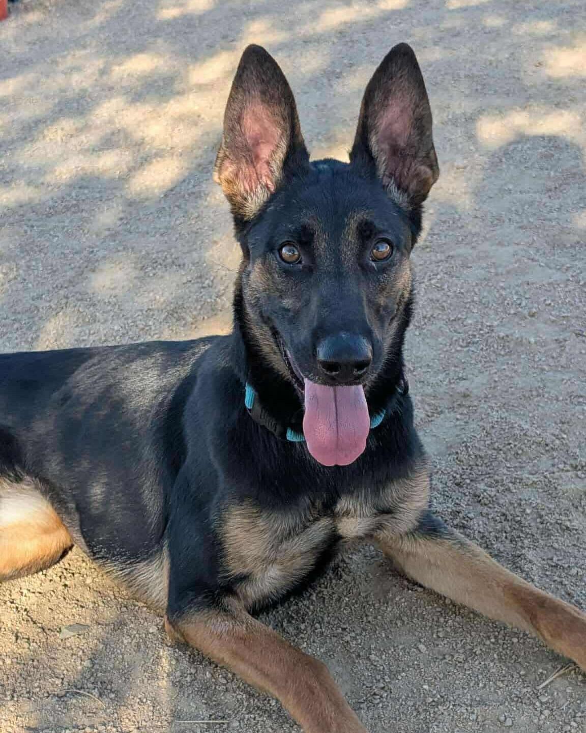 Presta, a Adoptable mixed breed in Glendale, AZ image 1/6