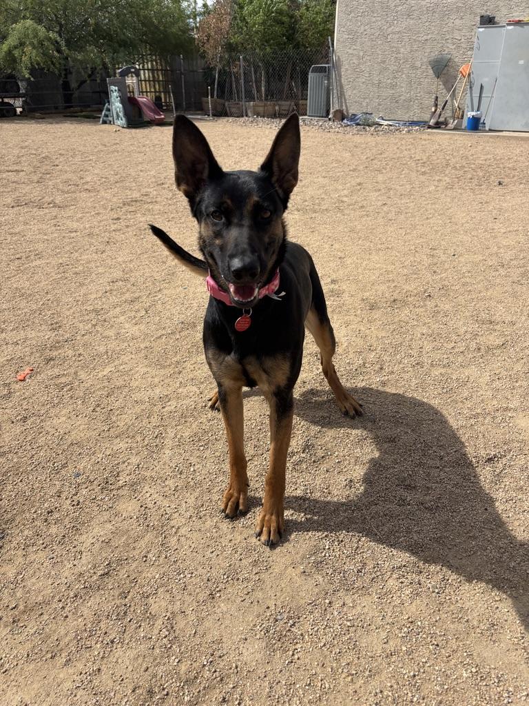 Presta, a Adoptable mixed breed in Glendale, AZ image 2/6