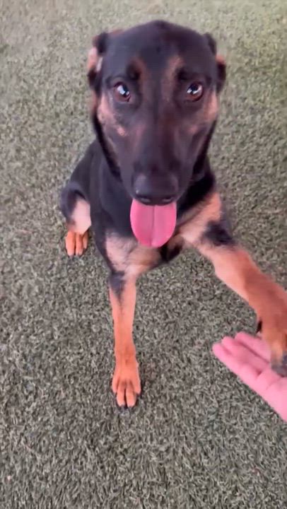Enlarge Presta, a Adoptable mixed breed in Glendale, AZ video 6/6