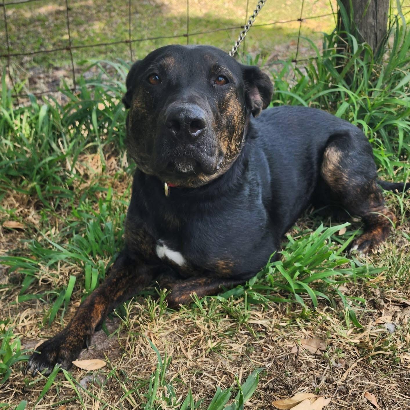 Enlarge Angus, a Adoptable mixed breed in Lorida, FL image 1/2