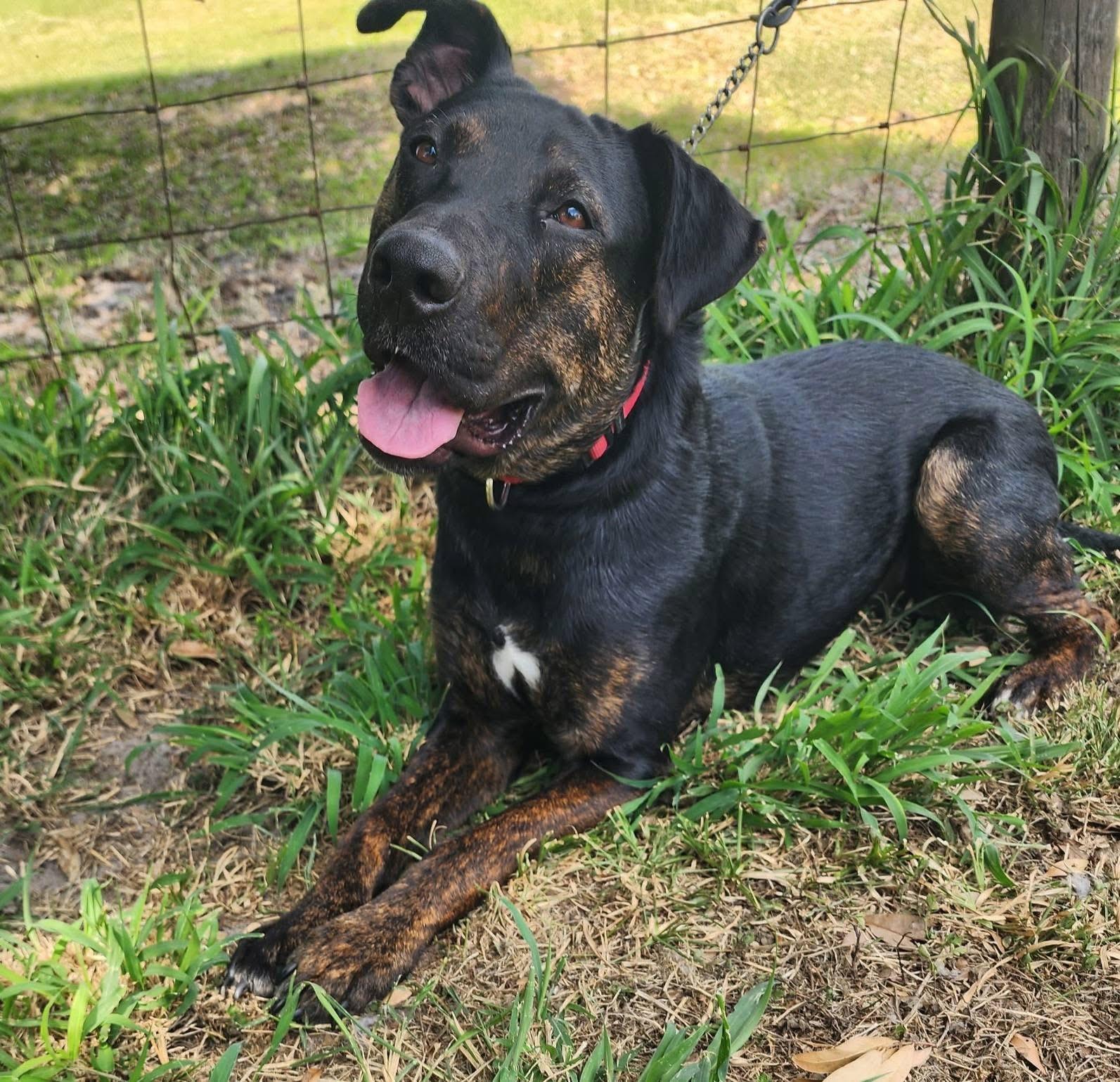 Enlarge Angus, a Adoptable mixed breed in Lorida, FL image 2/2