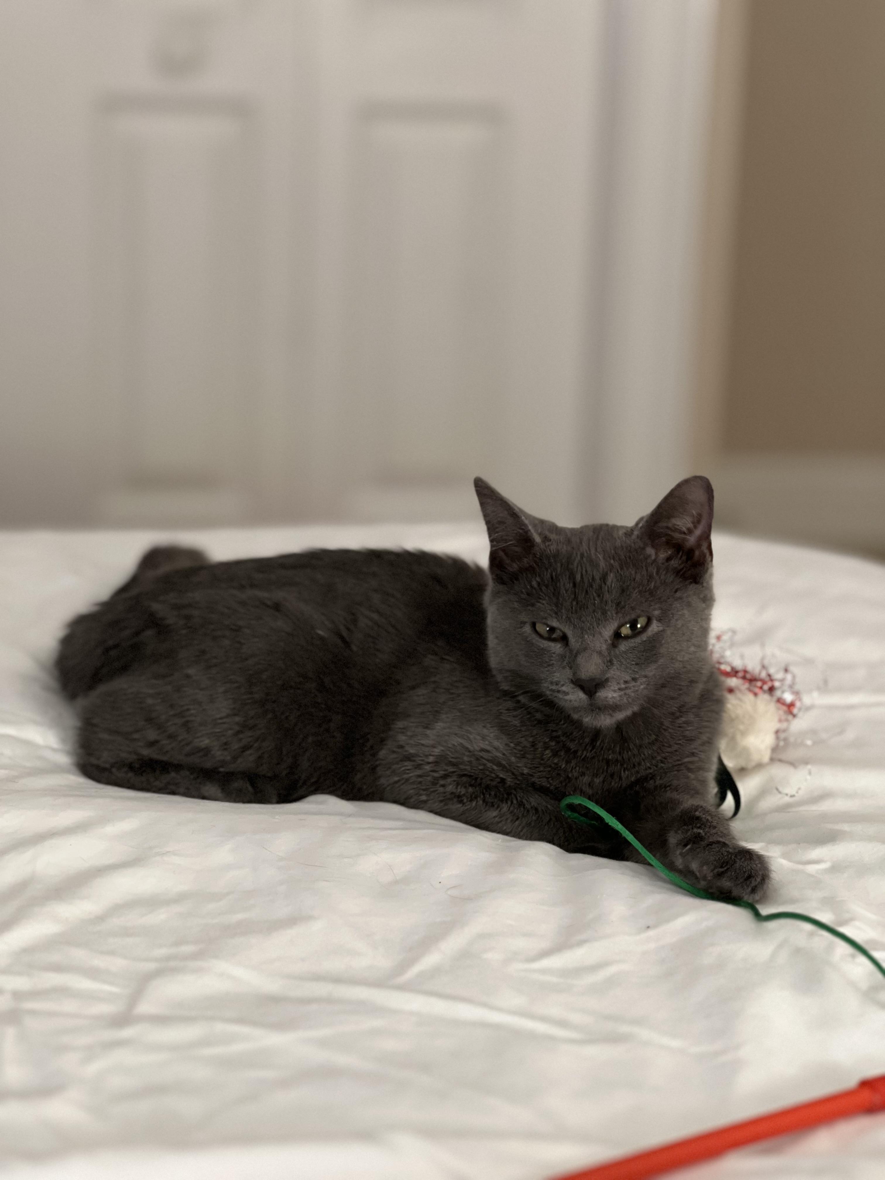 Rosie, Adoptable, Young Female Domestic Short Hair.