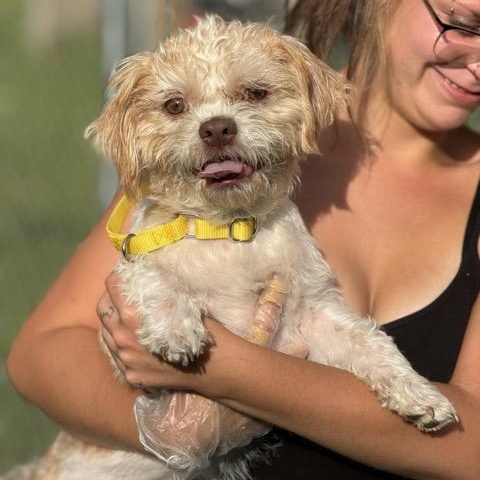 Frankie aka Beetlejuice