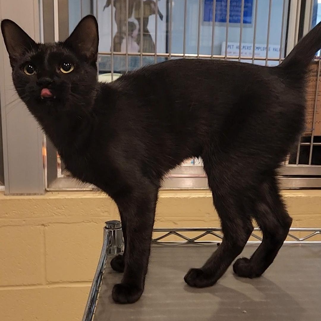 Poe, Adoptable, Young Female American Shorthair.