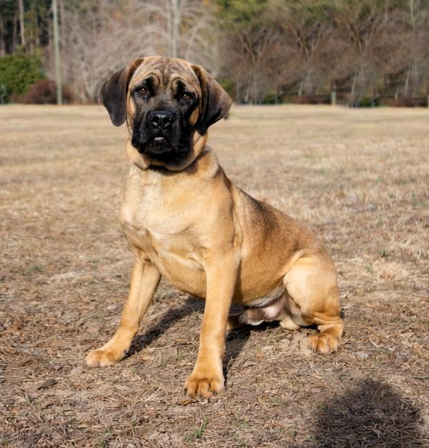 Mr Cruncher, an adopted Boerboel in Norwood, GA image 2/4