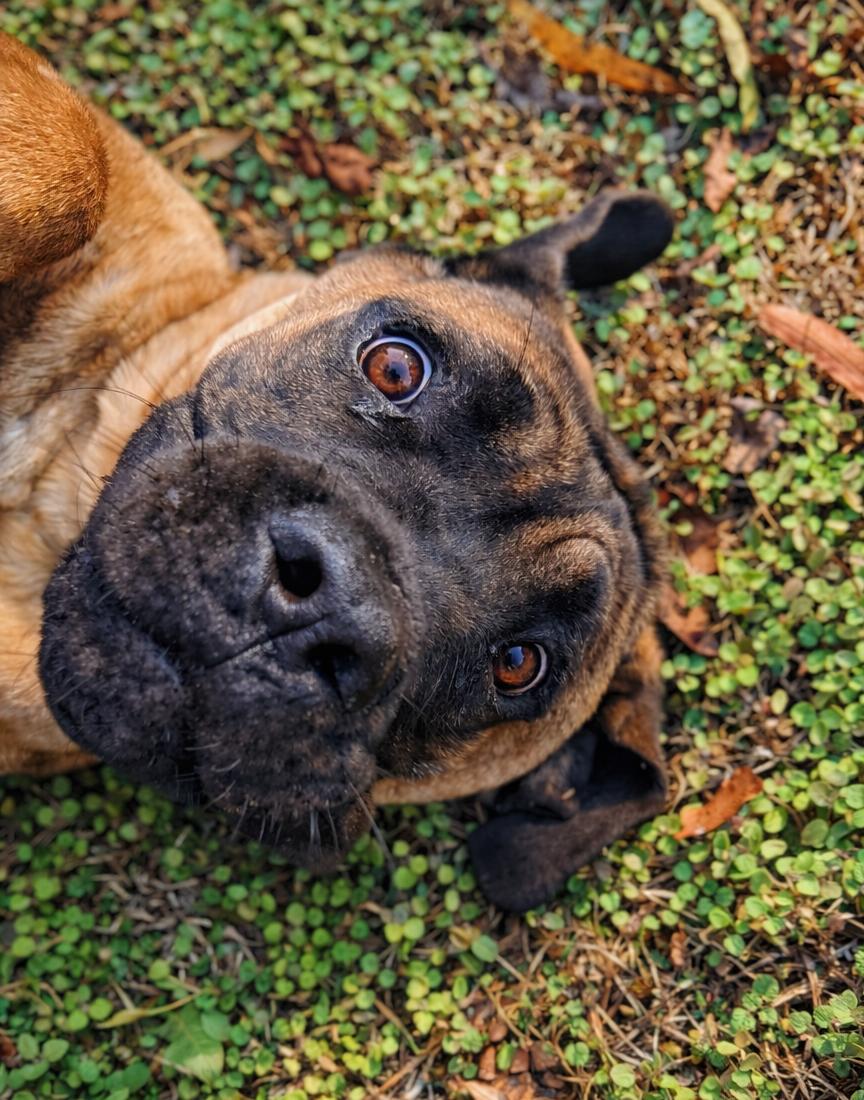 Mr Cruncher, an adopted Boerboel in Norwood, GA image 3/4