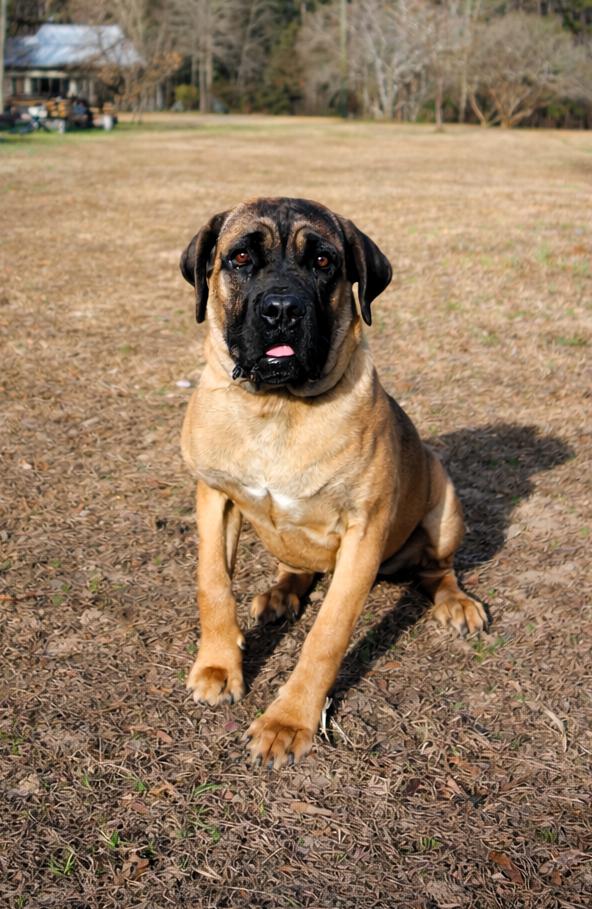 Mr Cruncher, an adopted Boerboel in Norwood, GA image 4/4