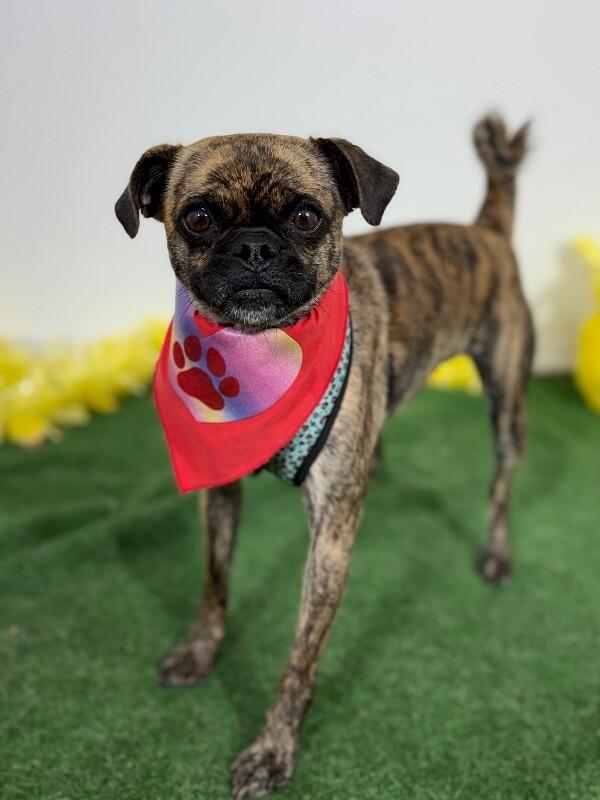 Josie, adopted, Young Female Pug & Mixed Breed.