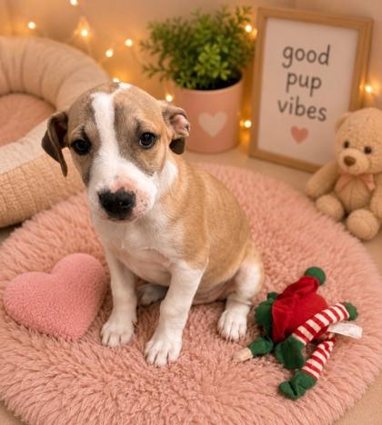 South, Adoptable, Puppy Male Mixed Breed & Mixed Breed.