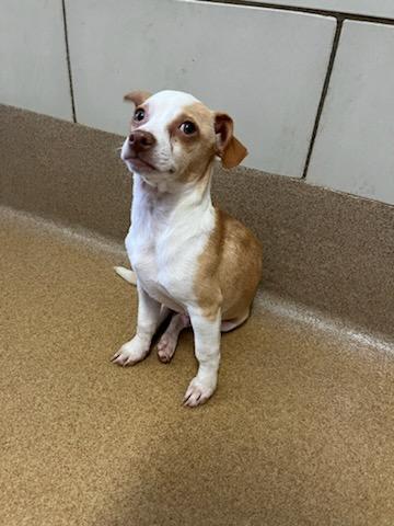 Bugsy, adopted, Young Male Chihuahua.