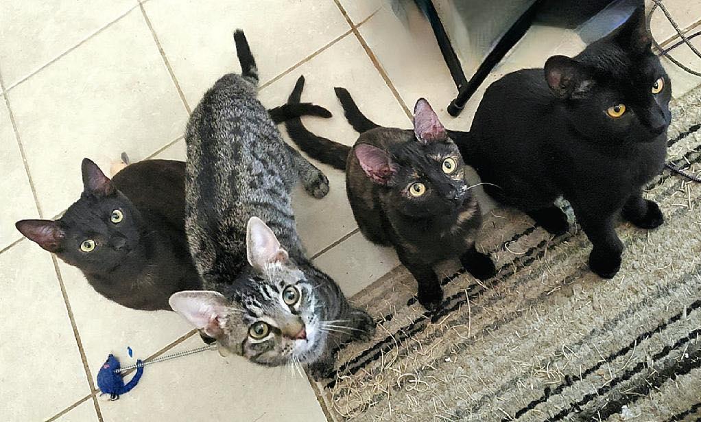 Wick, Sawyer, Poppi and Anubis, ADOPTABLE, Young Male Domestic Short Hair.
