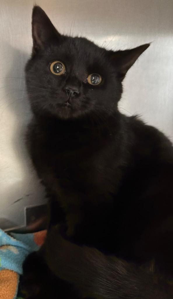 Enlarge Noel, a Adoptable mixed breed in Huntington, IN image 1/1