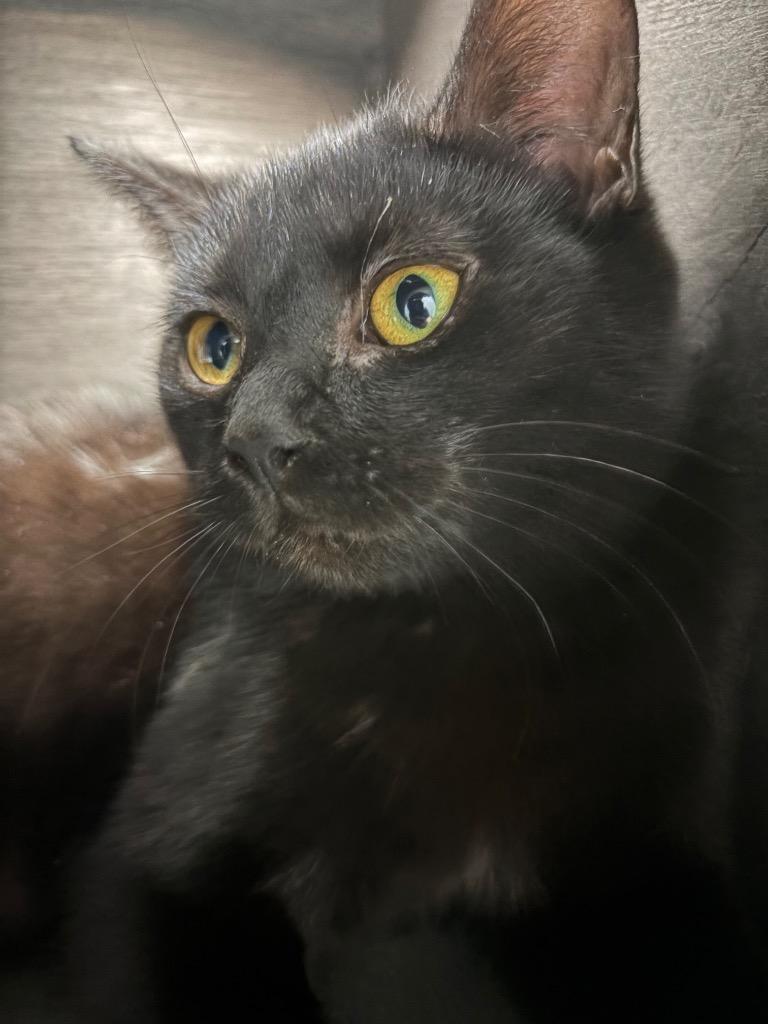 Noel (Barn), a Adoptable mixed breed in Huntington, IN image 2/3