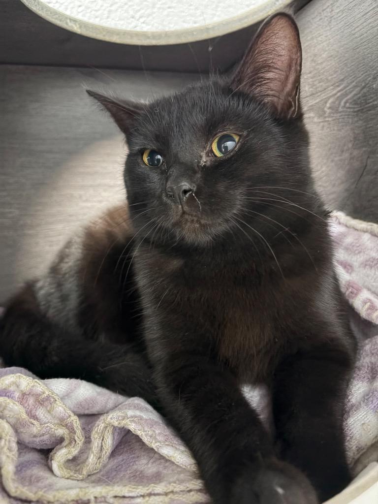 Noel (Barn), a Adoptable mixed breed in Huntington, IN image 3/3