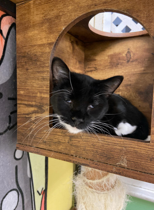 Enlarge Frankie, a Adoptable Tuxedo in Chicago, IL image 1/1