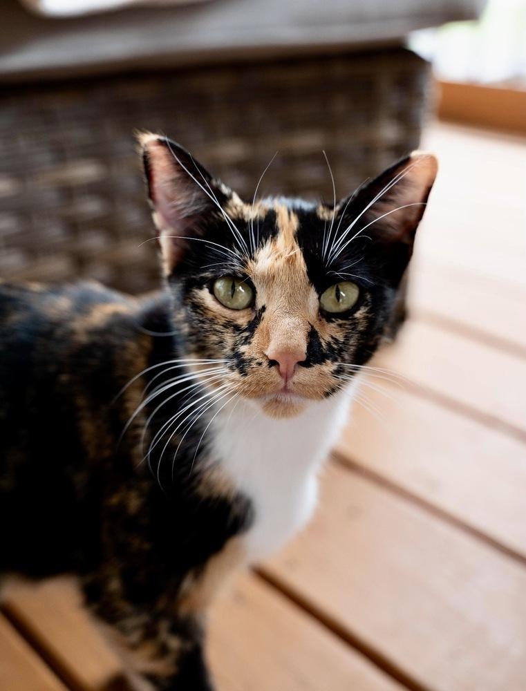 Posey, Adoptable, Adult Female Domestic Short Hair.