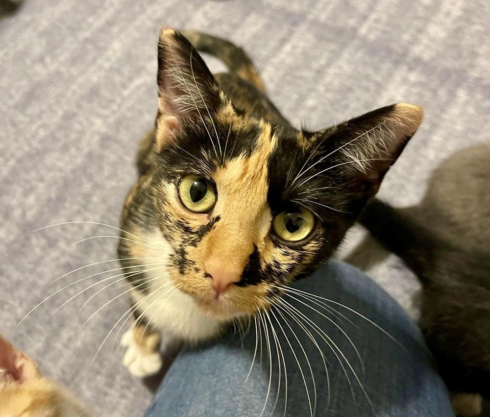 Enlarge Posey, a Adoptable Domestic Short Hair in Lake Wylie, SC image 3/3