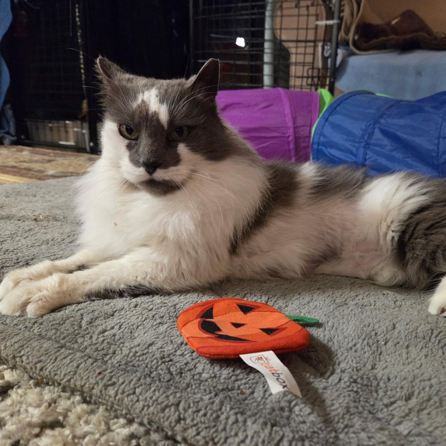 Dolly, ADOPTABLE, Adult Female Domestic Long Hair & Ragdoll.