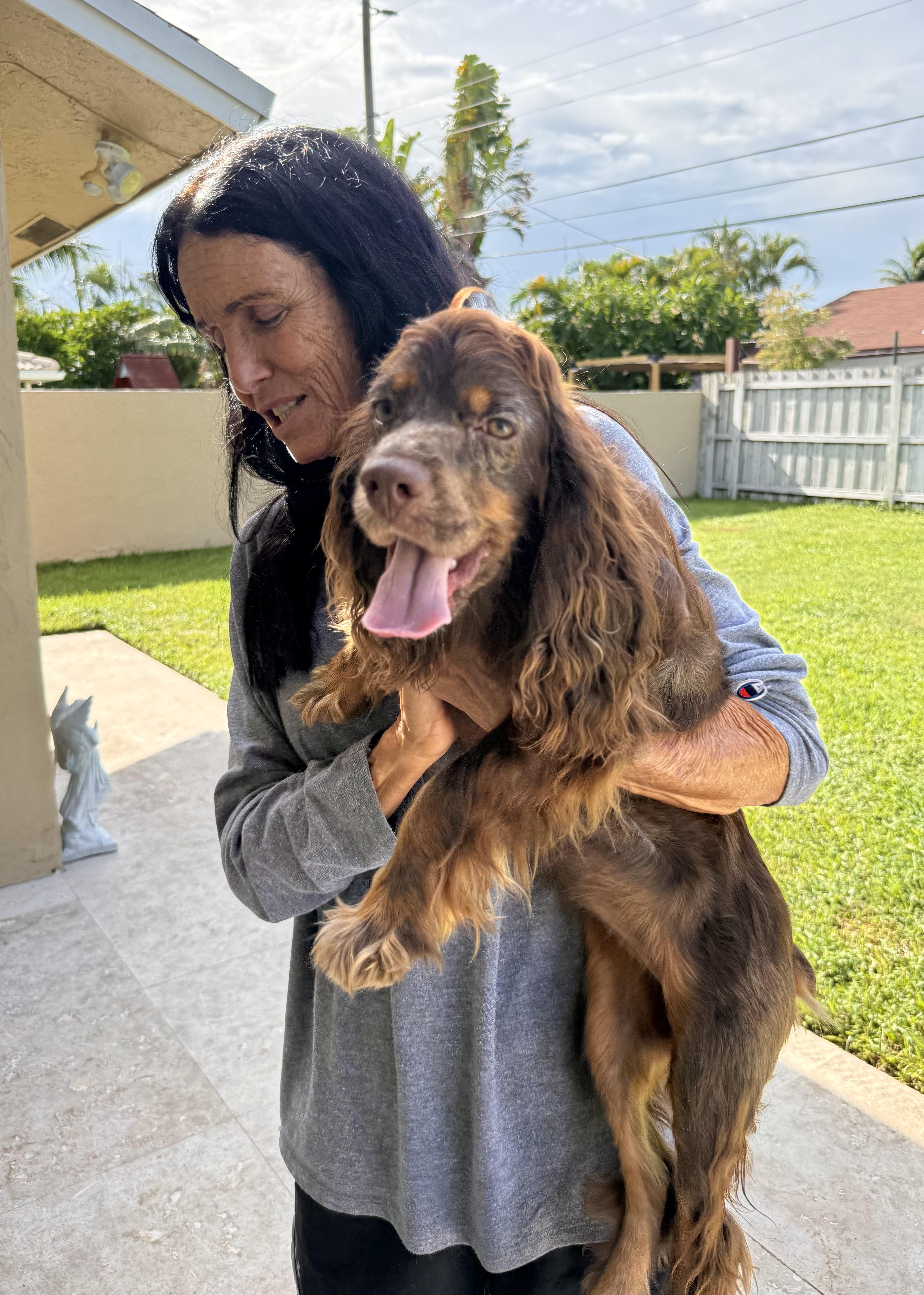 Enlarge Lady purebred cocker spaniel puppy, a Adopted Cocker Spaniel in Boca Raton, FL image 5/6