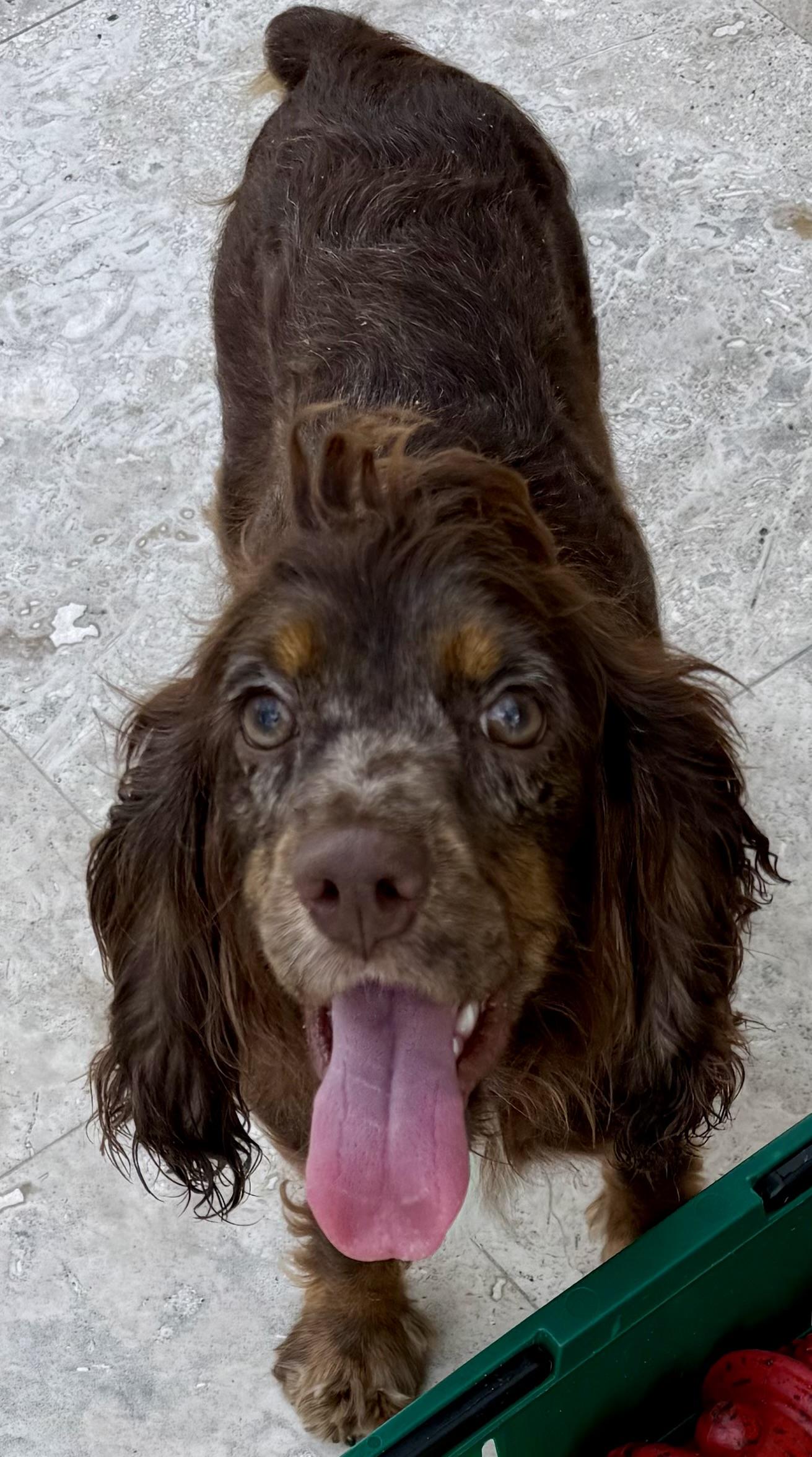 Lady purebred cocker spaniel puppy, Adopted, Puppy Female Cocker Spaniel.