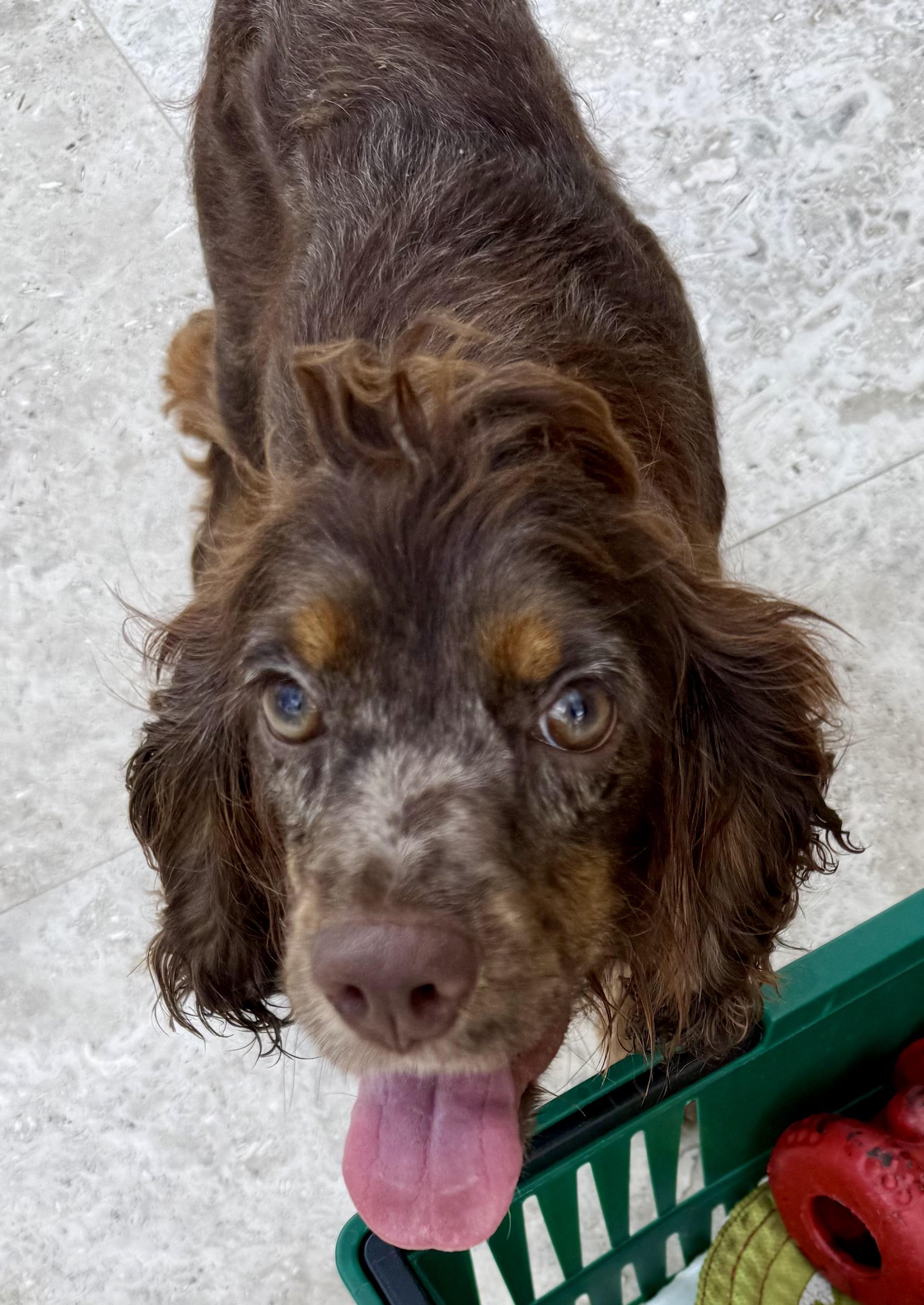 Enlarge Lady purebred cocker spaniel puppy, a Adopted Cocker Spaniel in Boca Raton, FL image 2/6