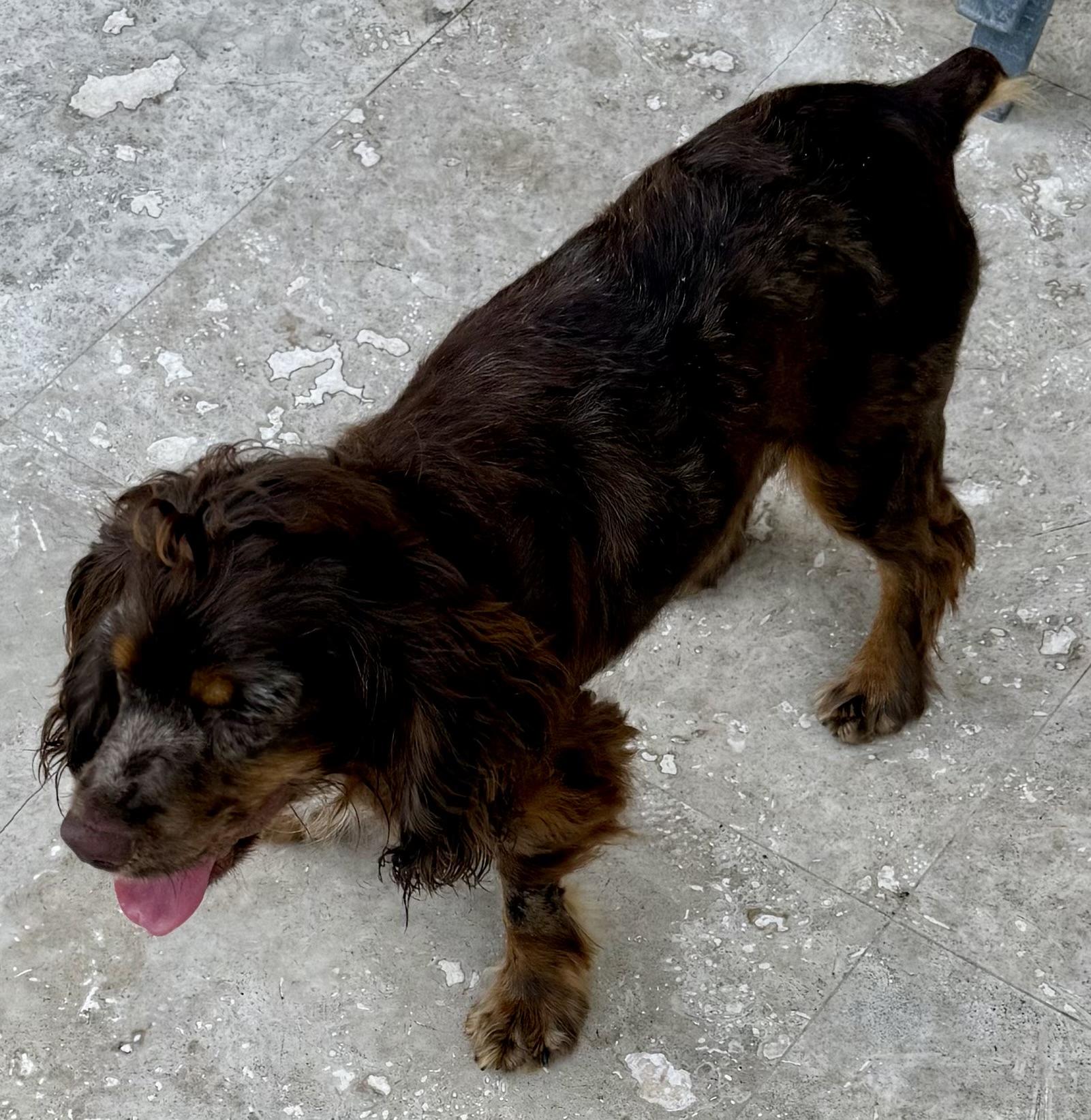 Enlarge Lady purebred cocker spaniel puppy, a Adopted Cocker Spaniel in Boca Raton, FL image 4/6