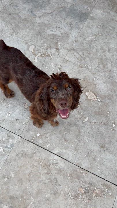 Enlarge Lady purebred cocker spaniel puppy, a Adopted Cocker Spaniel in Boca Raton, FL video 3/6