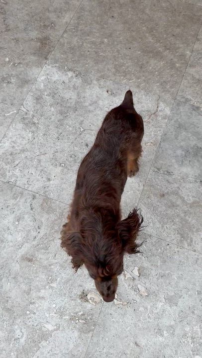 Enlarge Lady purebred cocker spaniel puppy, a Adopted Cocker Spaniel in Boca Raton, FL video 6/6