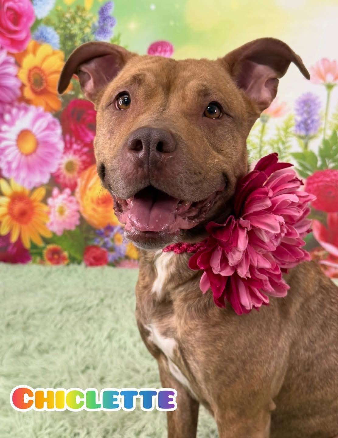 Enlarge Chiclette, an adoptable Mixed Breed in Flint, MI image 1/1