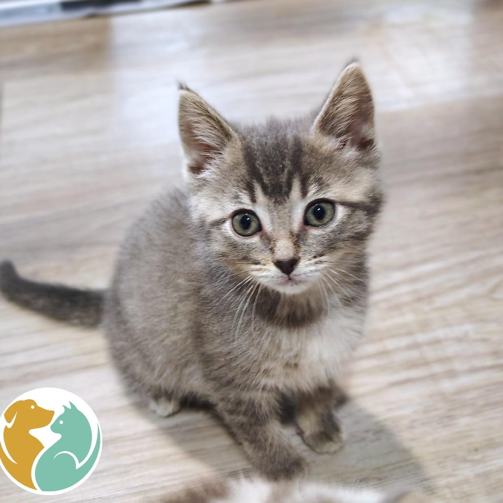 Angel, Adopted, Kitten Female Domestic Short Hair.