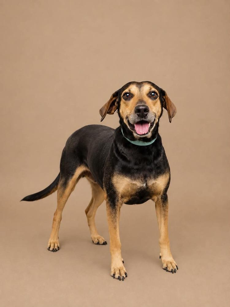 Enlarge Nipsy, a Adoptable mixed breed in Statesboro, GA image 1/5