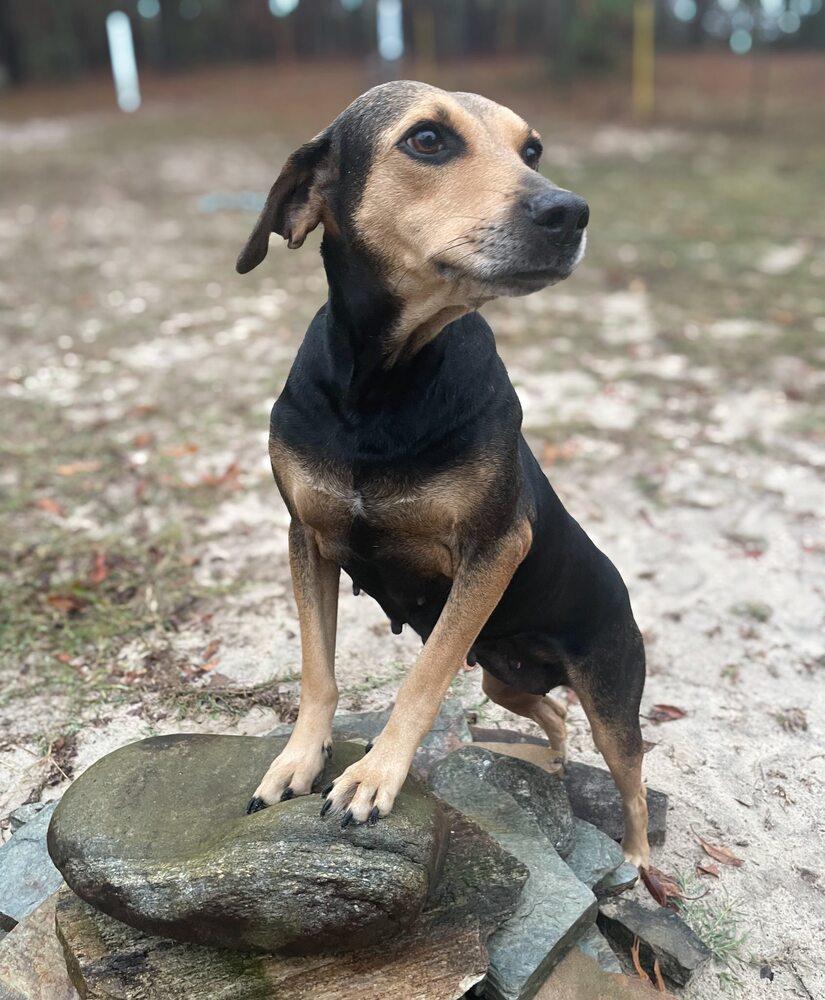 Enlarge Nipsy, a Adoptable mixed breed in Statesboro, GA image 2/5