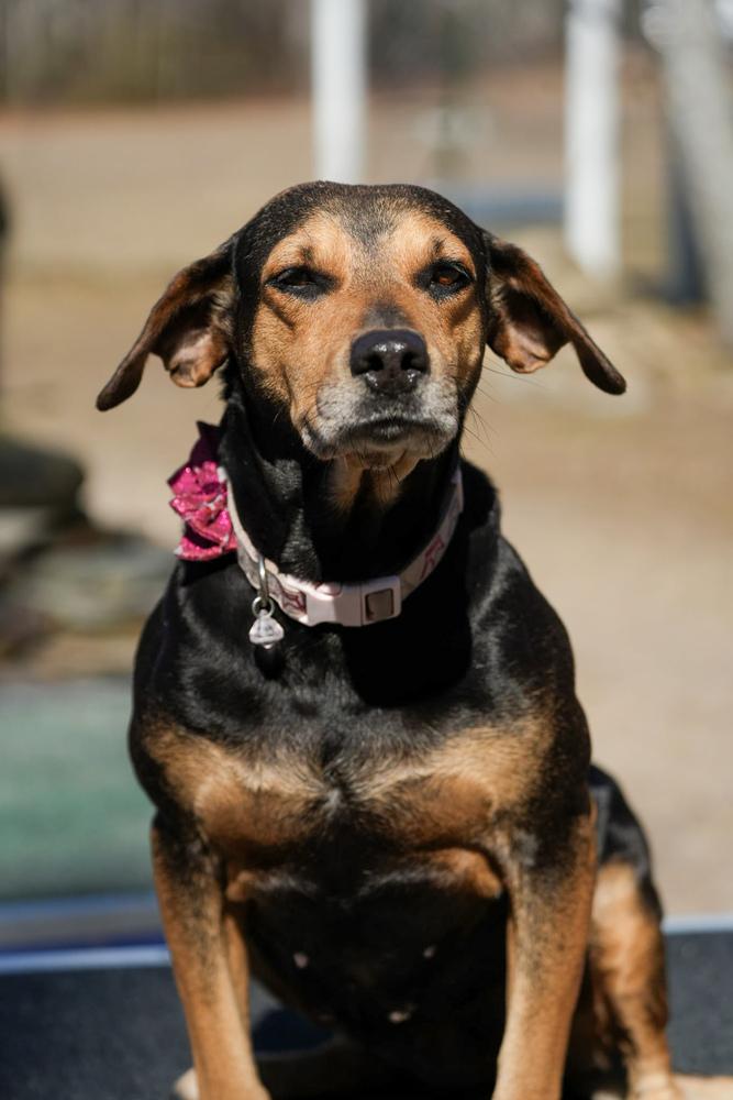 Enlarge Nipsy, a Adoptable mixed breed in Statesboro, GA image 4/5