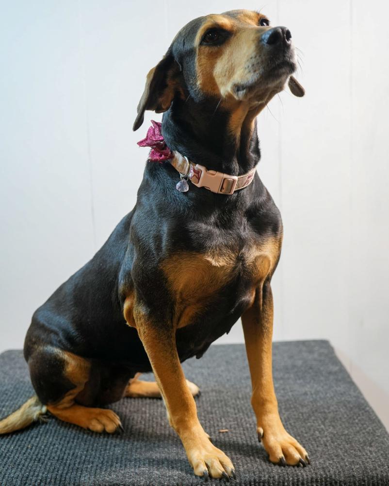 Enlarge Nipsy, a Adoptable mixed breed in Statesboro, GA image 5/5