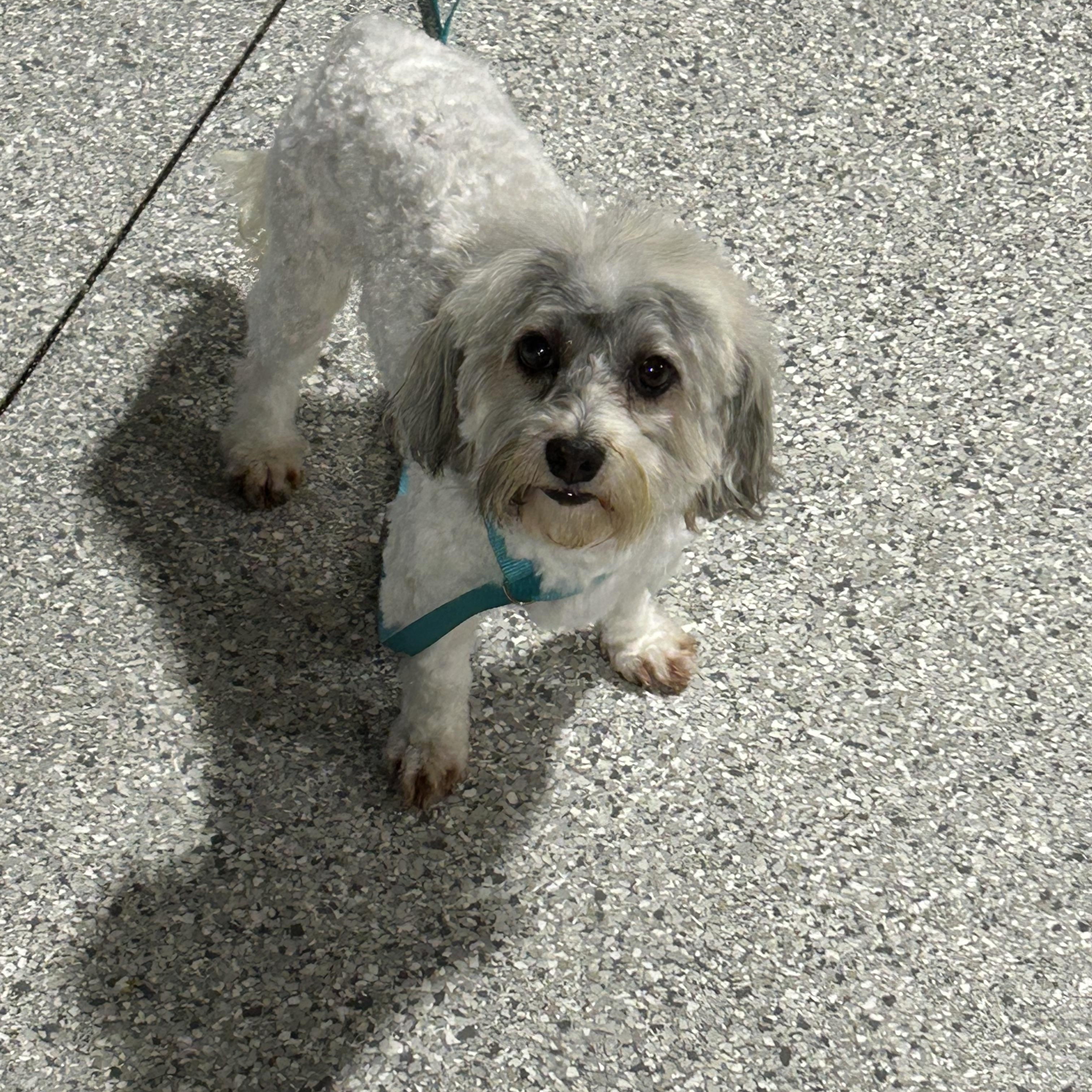 Enlarge Henry. 10 lbs, a Adoptable Havanese in Maumee , OH image 3/6
